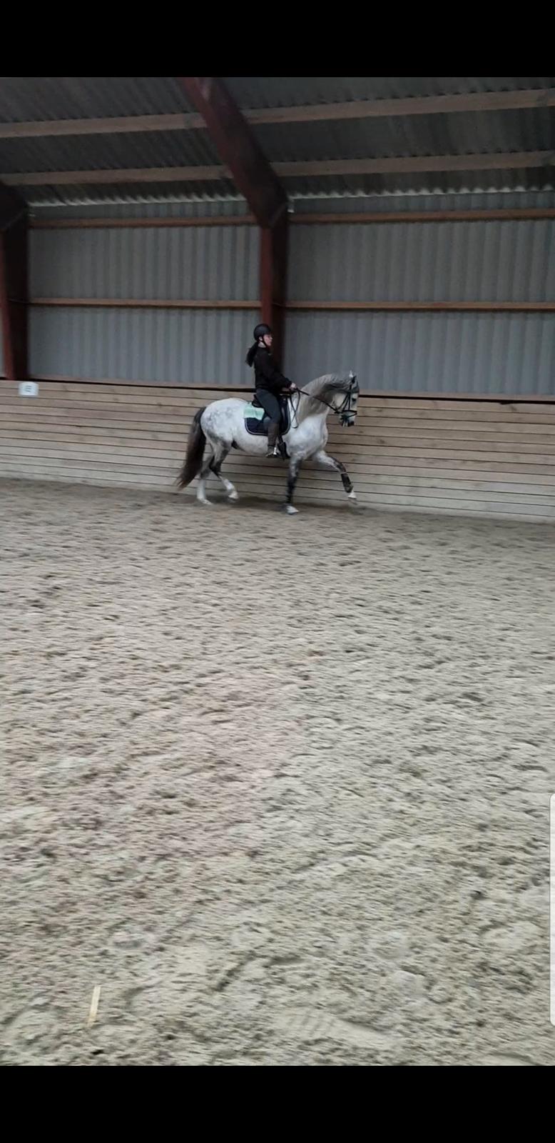 Lusitano Gladiador  billede 12