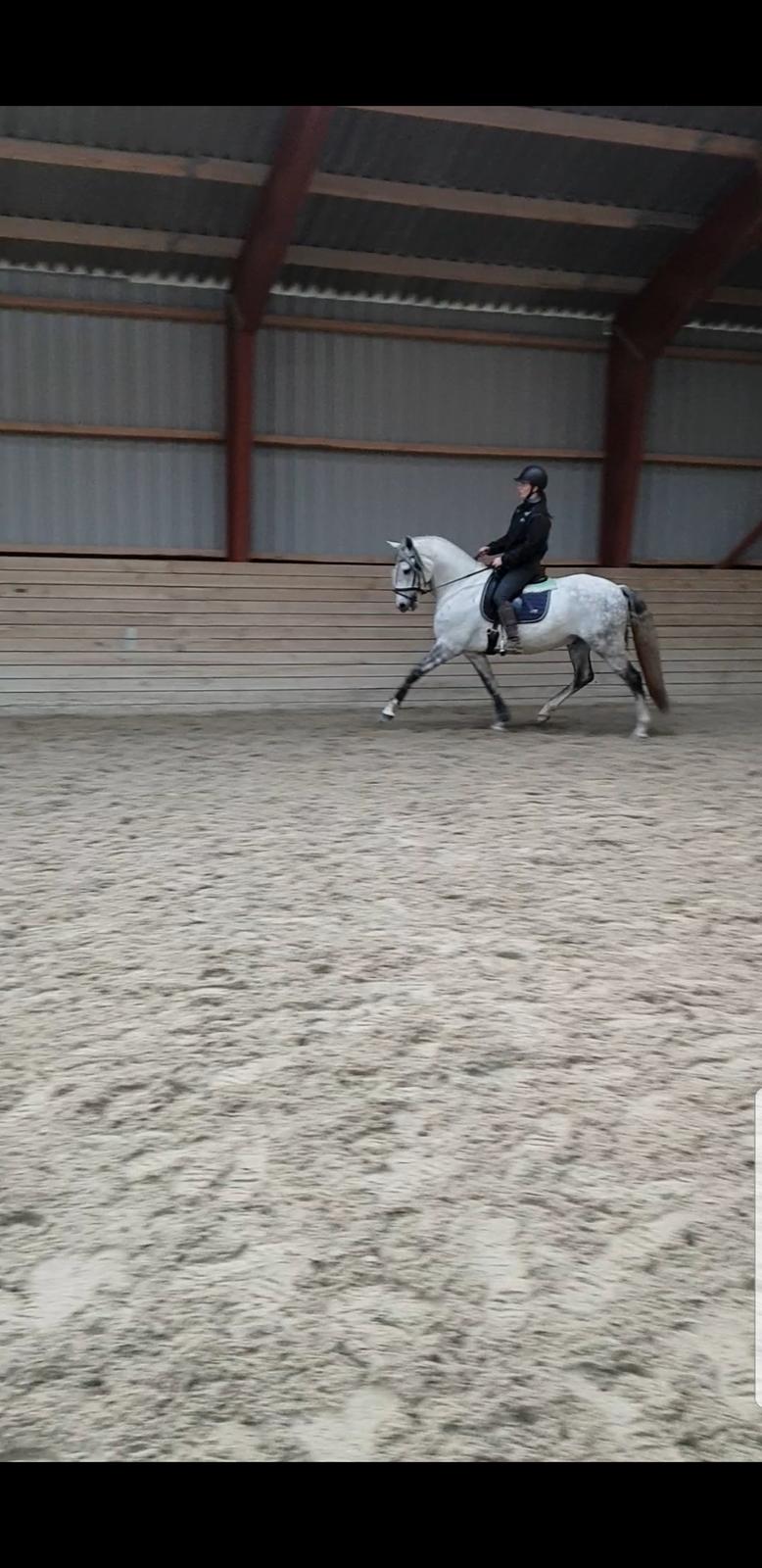 Lusitano Gladiador  billede 13