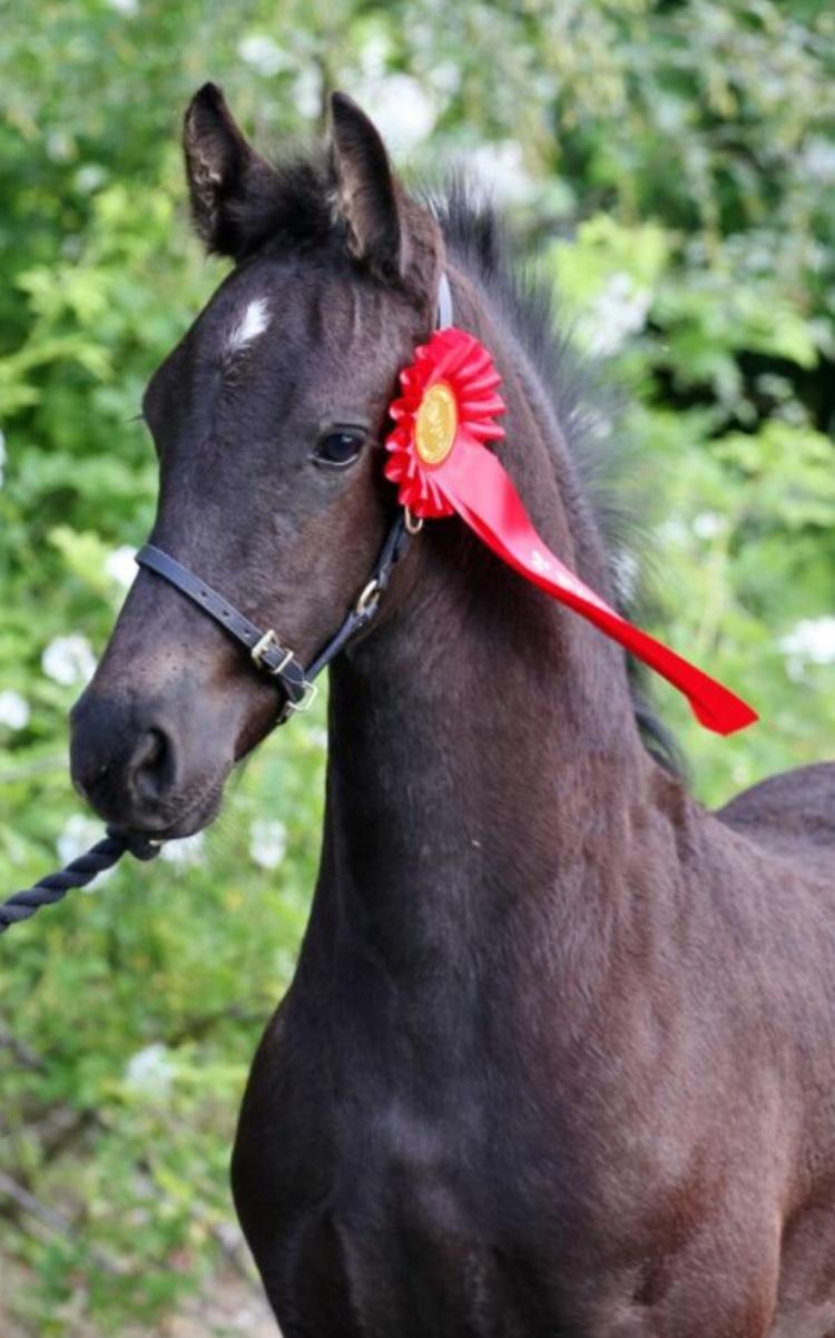 Frieser Lukas Leo af Birkely billede 1