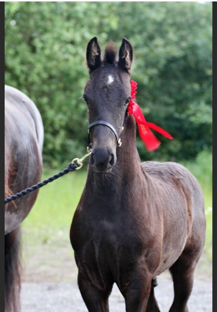 Frieser Lukas Leo af Birkely billede 2