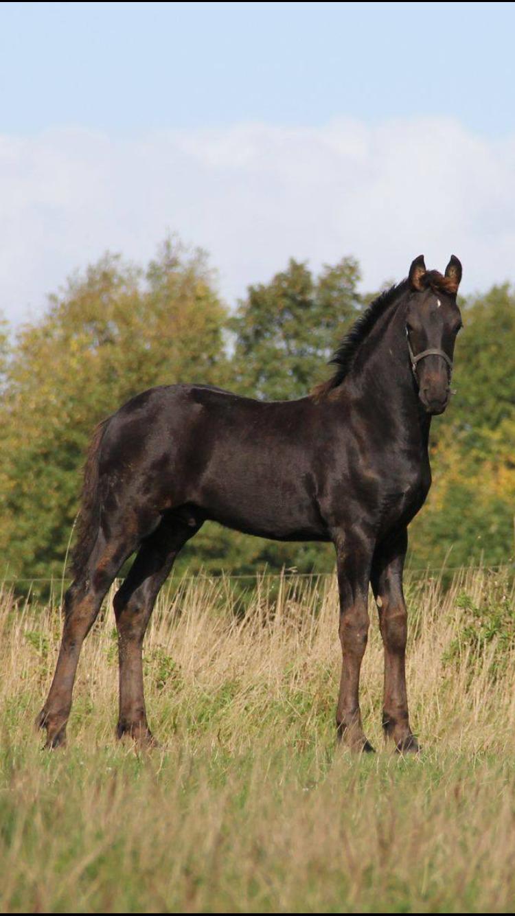 Frieser Lukas Leo af Birkely billede 4