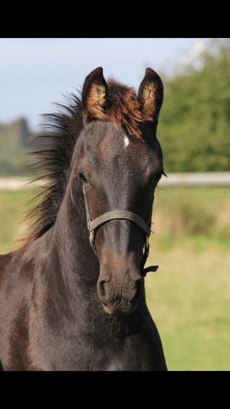 Frieser Lukas Leo af Birkely billede 5