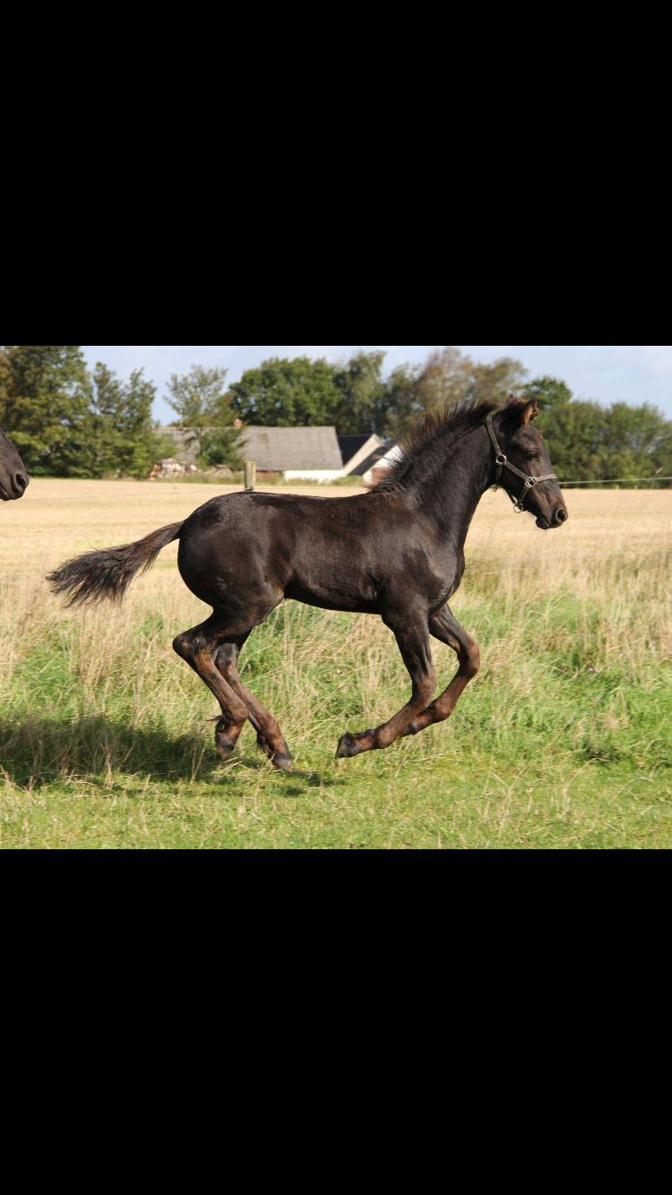 Frieser Lukas Leo af Birkely billede 6