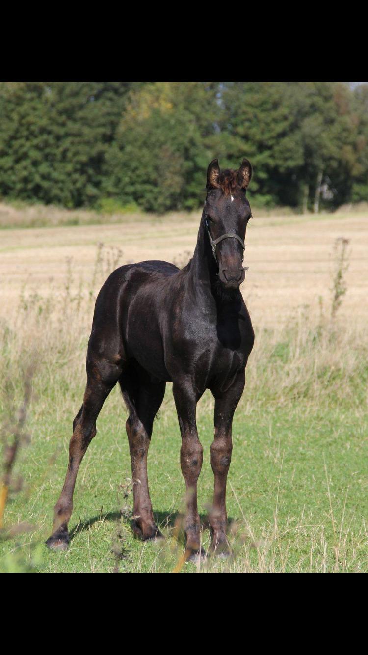 Frieser Lukas Leo af Birkely billede 7