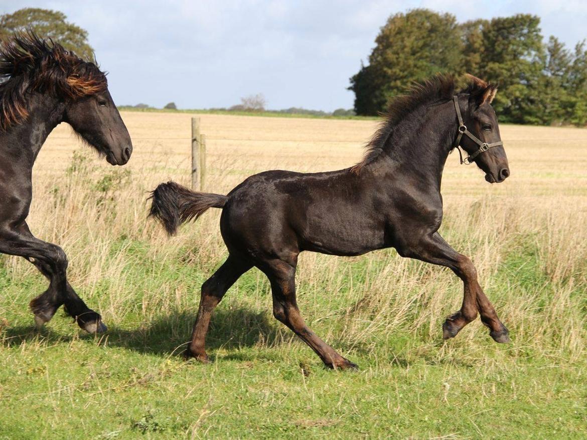 Frieser Lukas Leo af Birkely billede 8