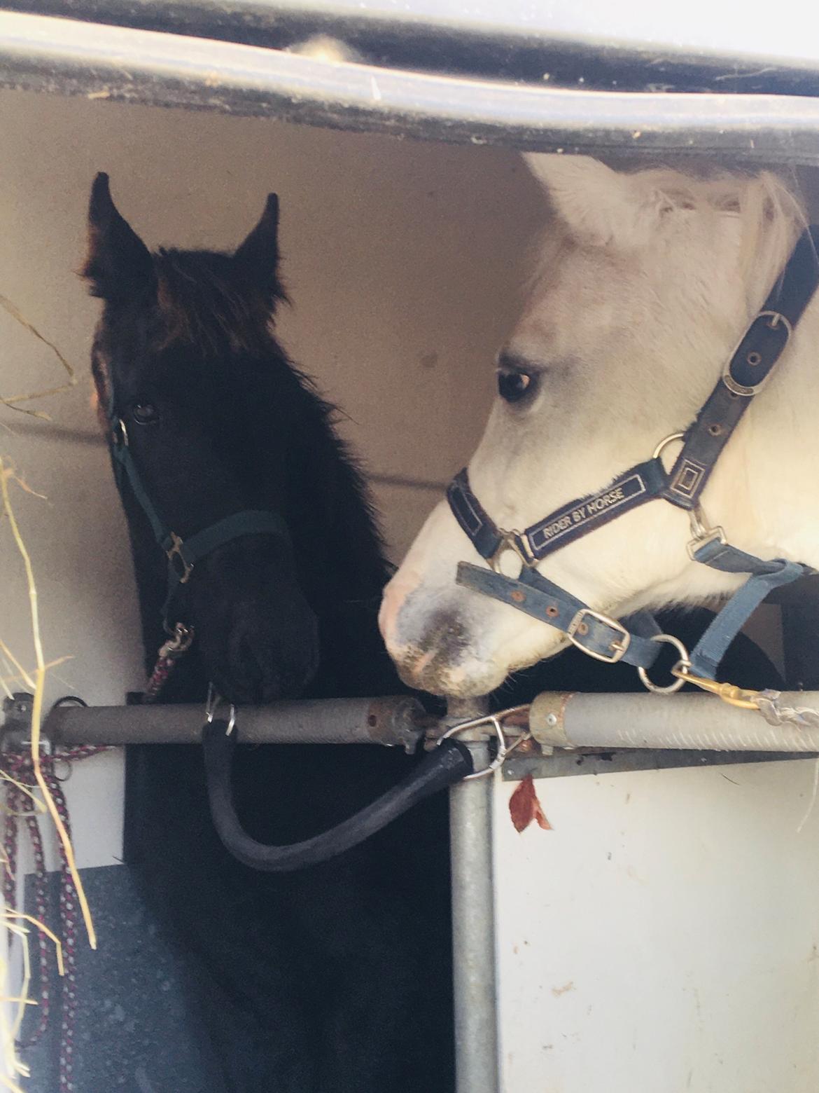 Frieser Lukas Leo af Birkely billede 9