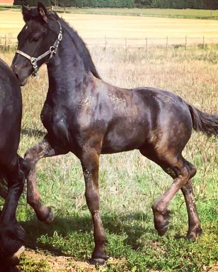 Frieser Lukas Leo af Birkely billede 3