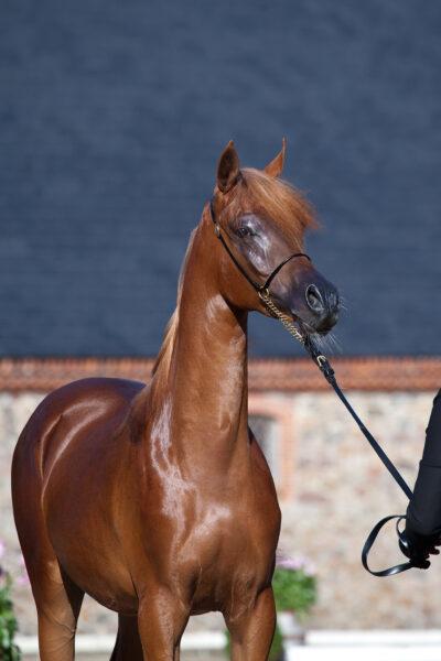 Arabisk fuldblod (OX) Norx NWA ox billede 7