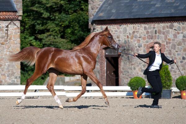 Arabisk fuldblod (OX) Norx NWA ox billede 8