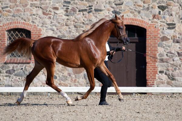 Arabisk fuldblod (OX) Norx NWA ox billede 10