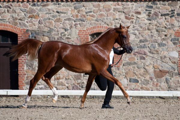 Arabisk fuldblod (OX) Norx NWA ox billede 9