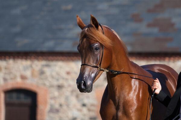 Arabisk fuldblod (OX) Norx NWA ox billede 11