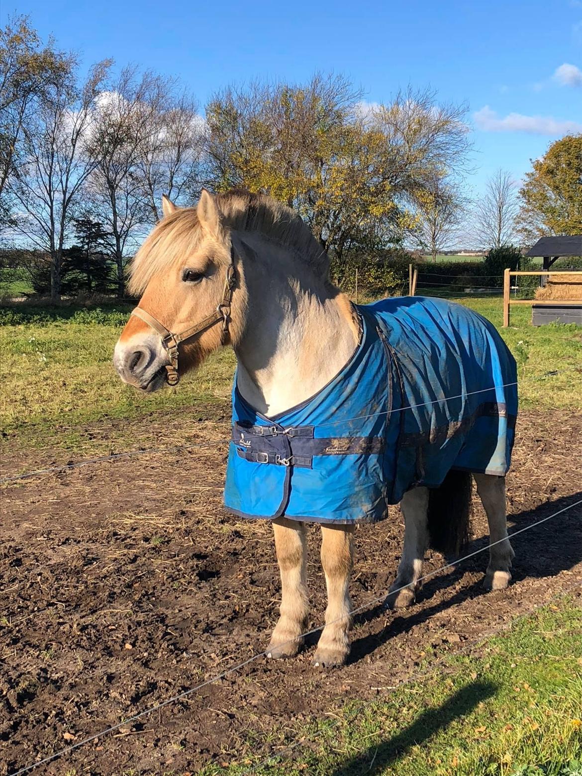 Fjordhest Grønhøjgårdens Malthe - *nyt* billede 16
