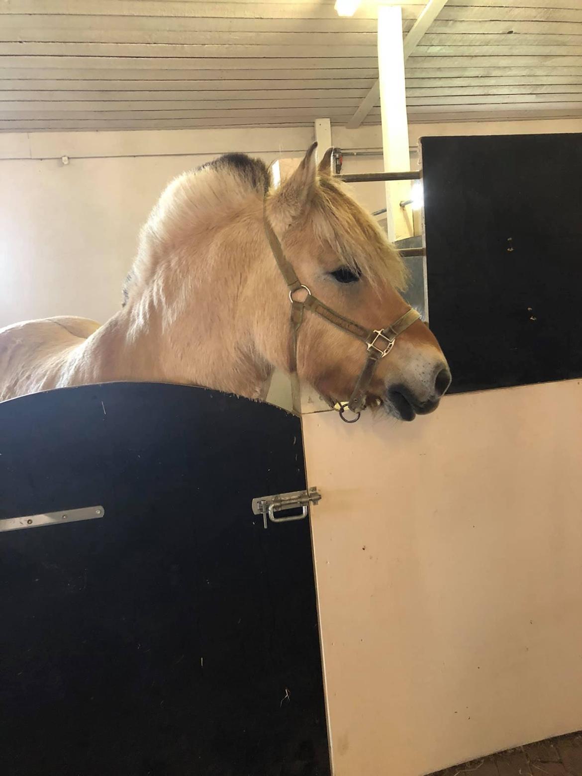 Fjordhest Grønhøjgårdens Malthe - *nyt* billede 17