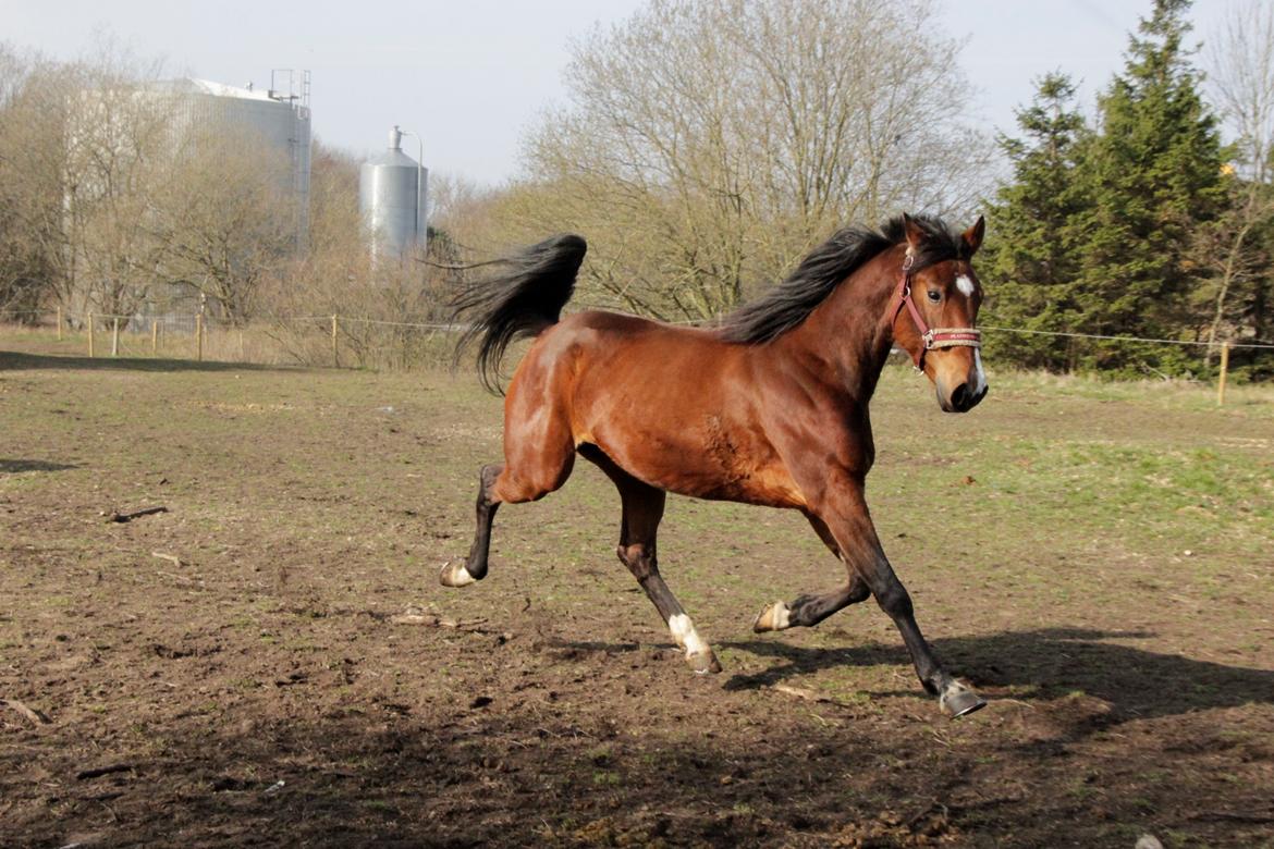 Traver Tijex Coyote billede 9