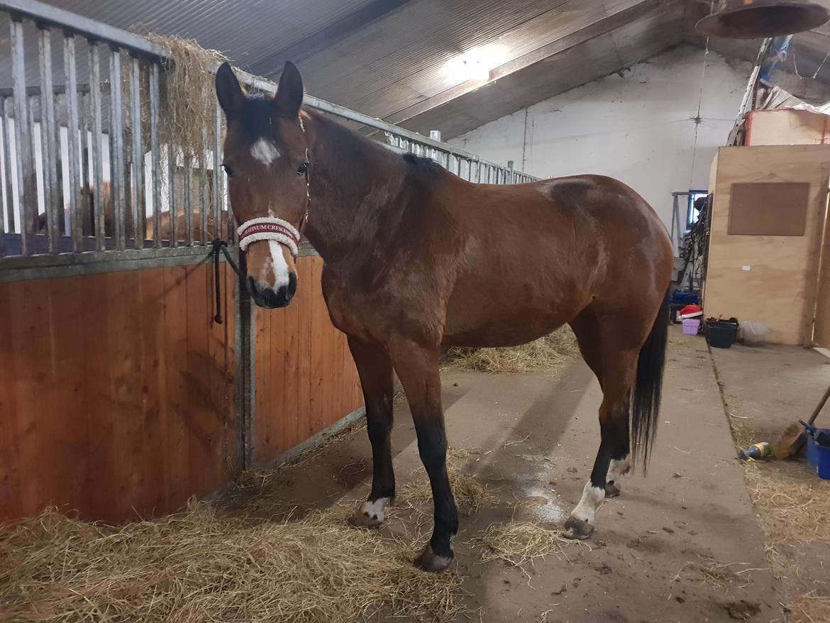 Traver Tijex Coyote billede 14