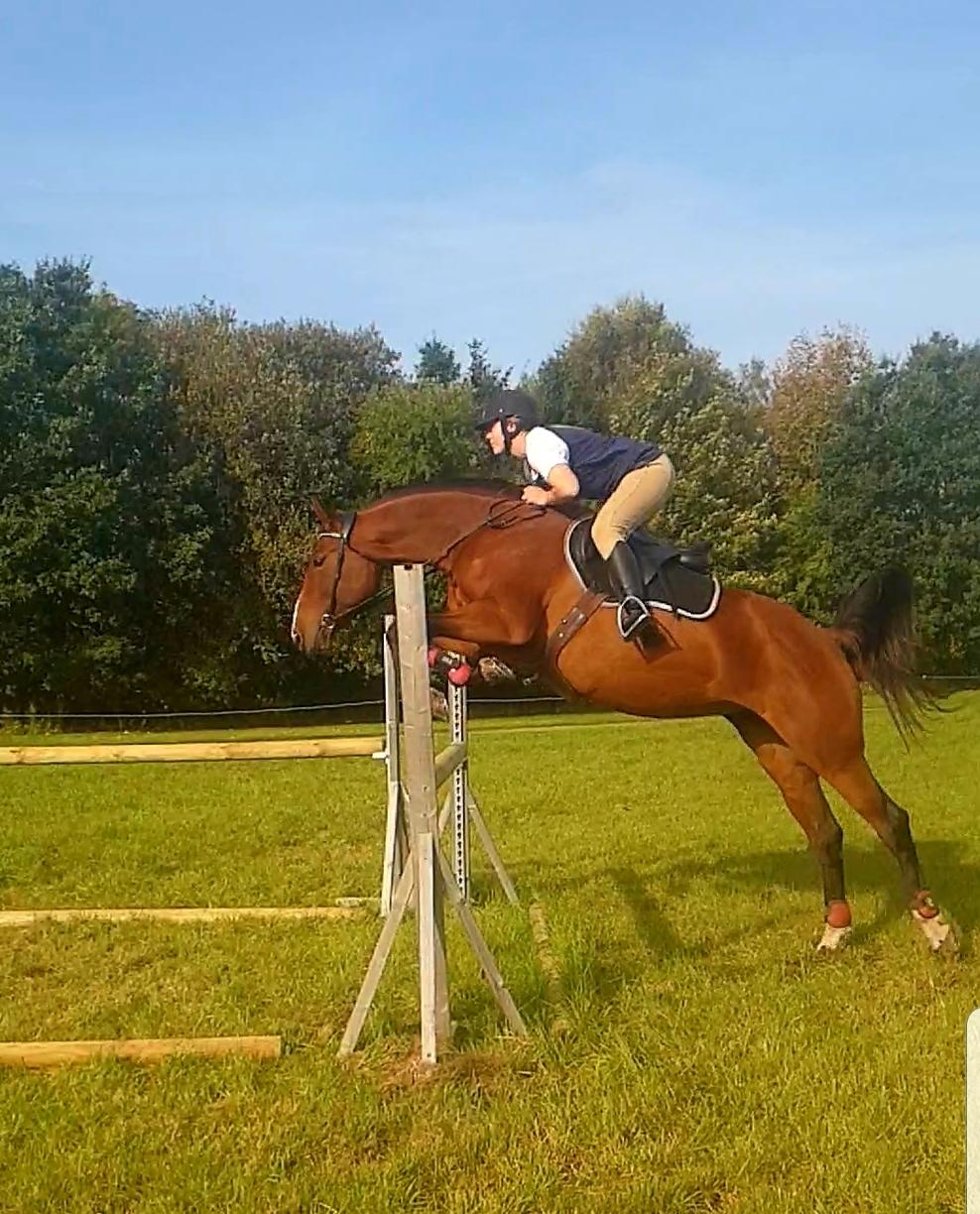 Traver Tijex Coyote billede 3