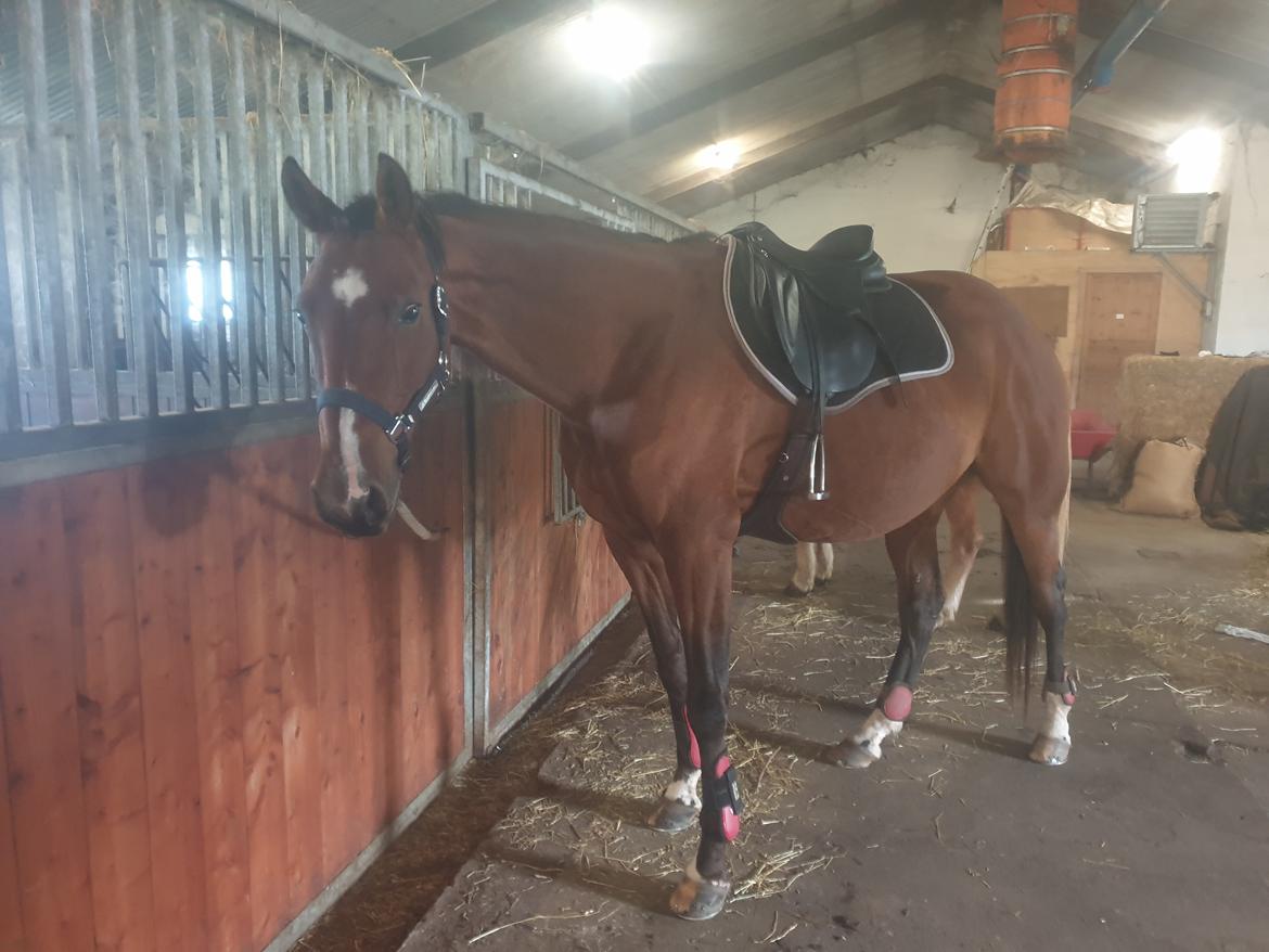 Traver Tijex Coyote billede 15