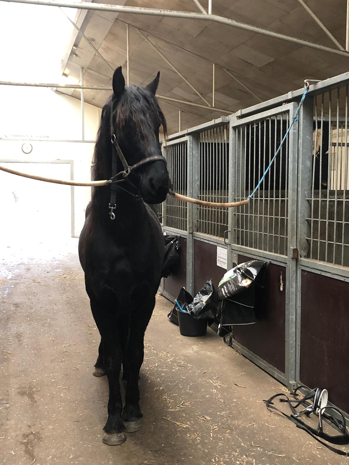 Frieser Anton fan stald barok billede 10