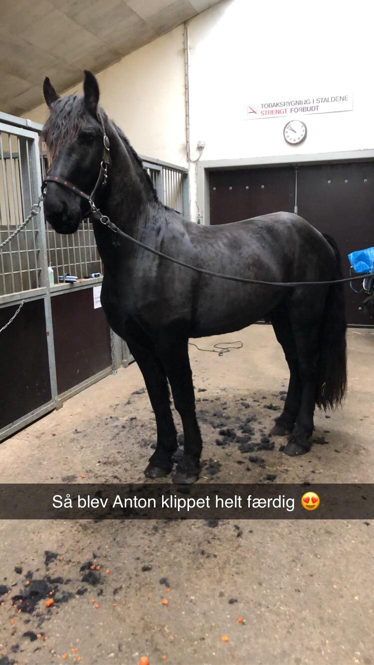 Frieser Anton fan stald barok billede 11