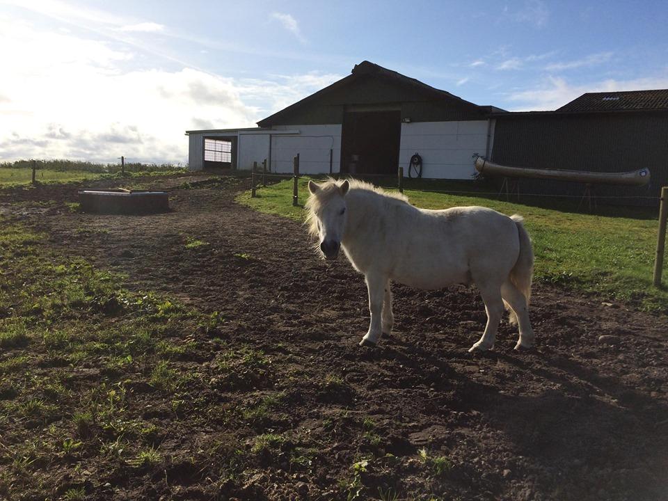 Shetlænder Julius (Elevpony) billede 1