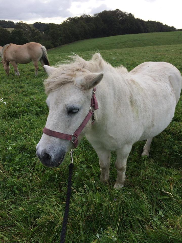 Shetlænder Julius (Elevpony) billede 5