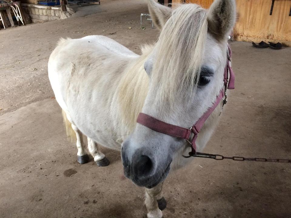 Shetlænder Julius (Elevpony) billede 6