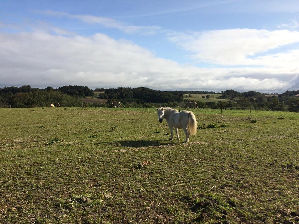 Shetlænder Julius (Elevpony) billede 8