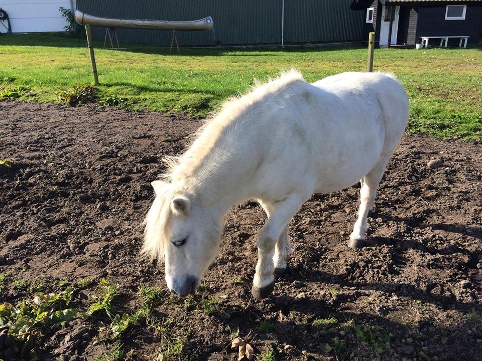 Shetlænder Julius (Elevpony) billede 11