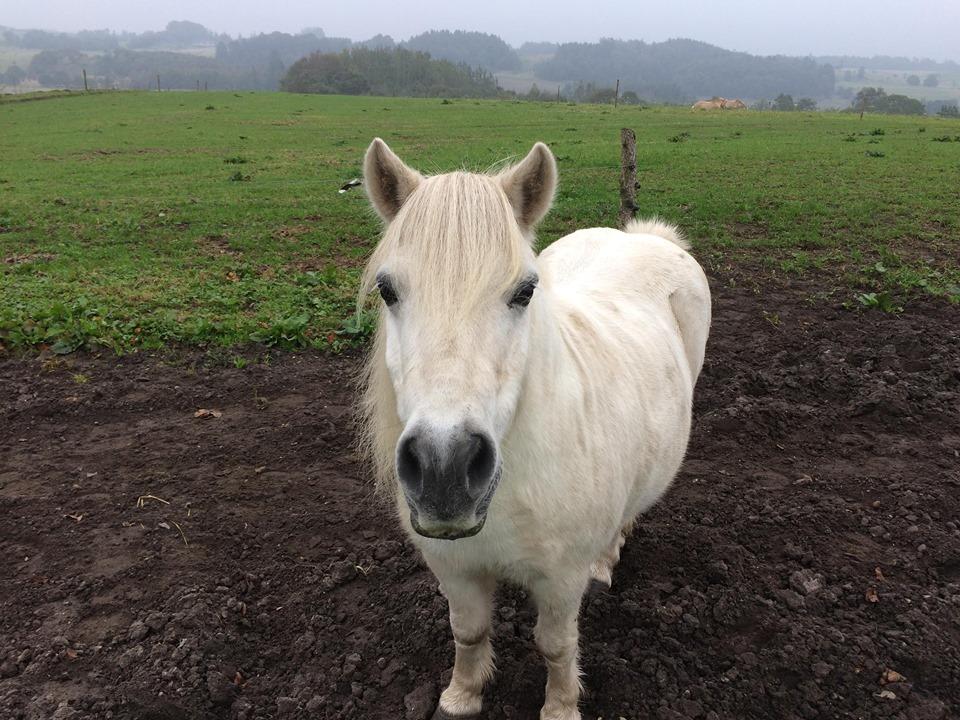 Shetlænder Julius (Elevpony) billede 13