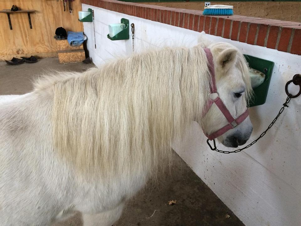 Shetlænder Julius (Elevpony) billede 14