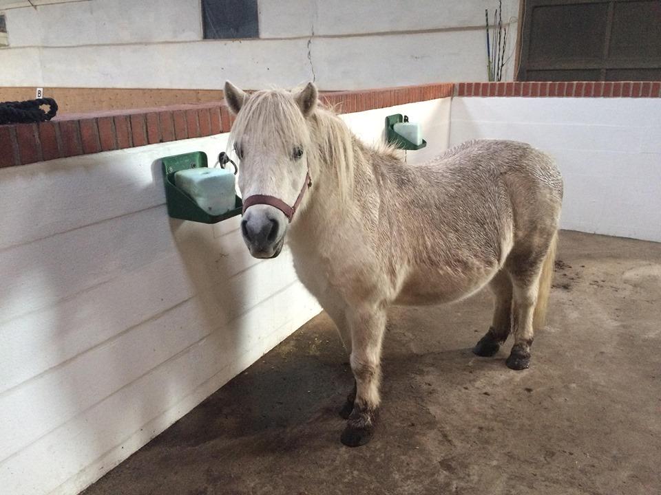 Shetlænder Julius (Elevpony) billede 16