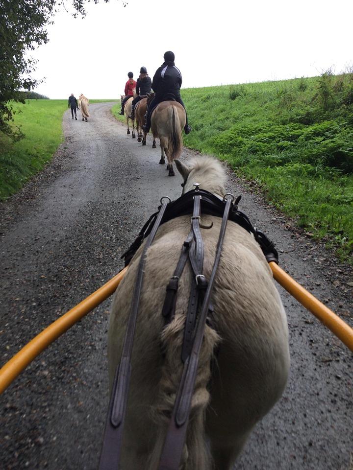 Shetlænder Julius (Elevpony) billede 17