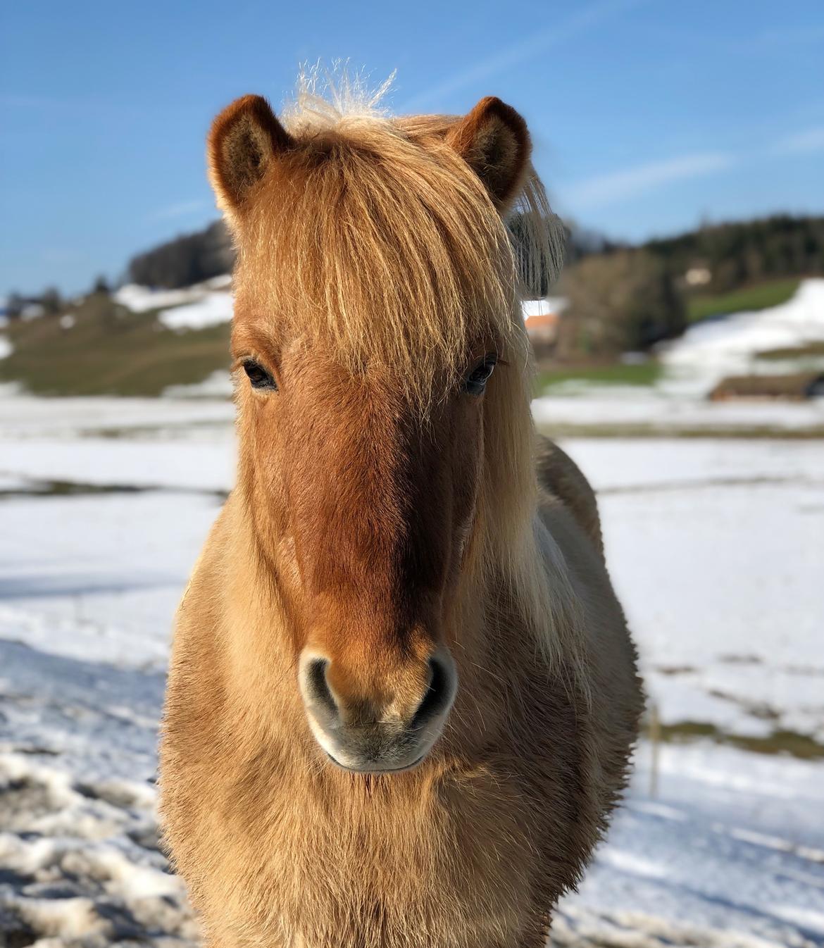 Islænder Alfred fra Vinkærgård - Schweiz 2019 - Puidoux billede 12