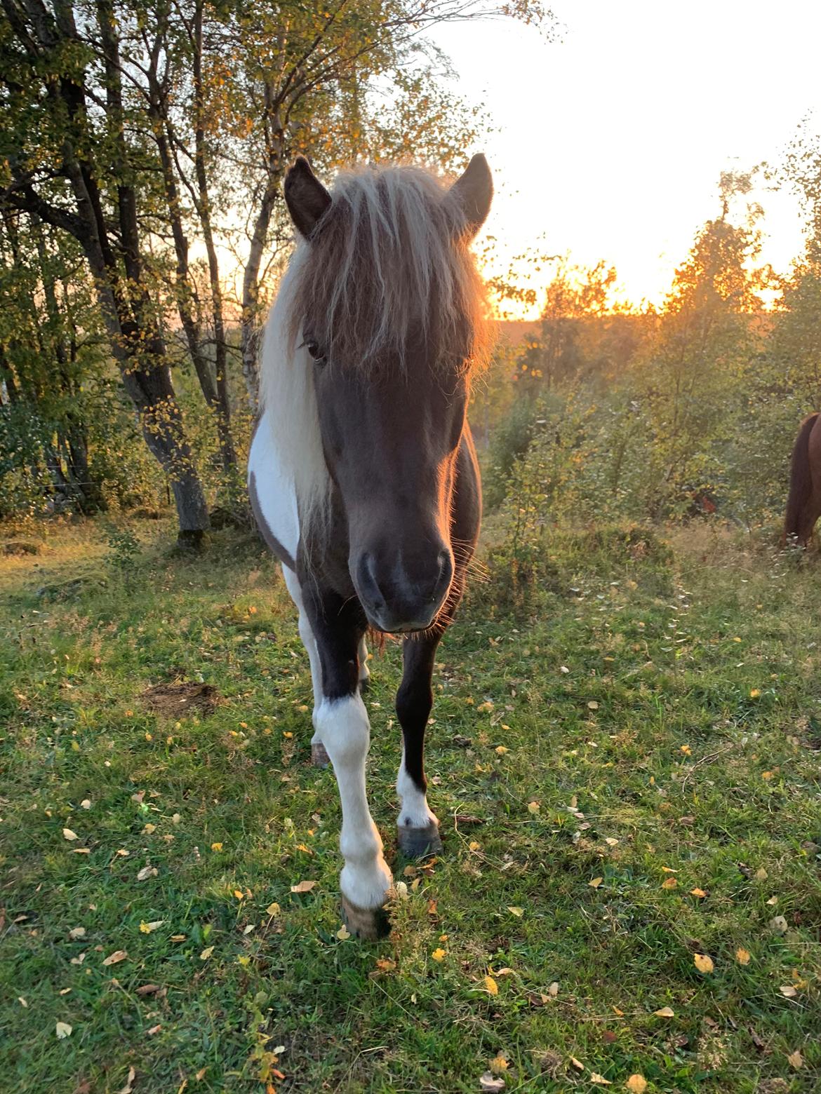 Islænder Sprettur fra Krosnes - Sverige 2019 billede 4