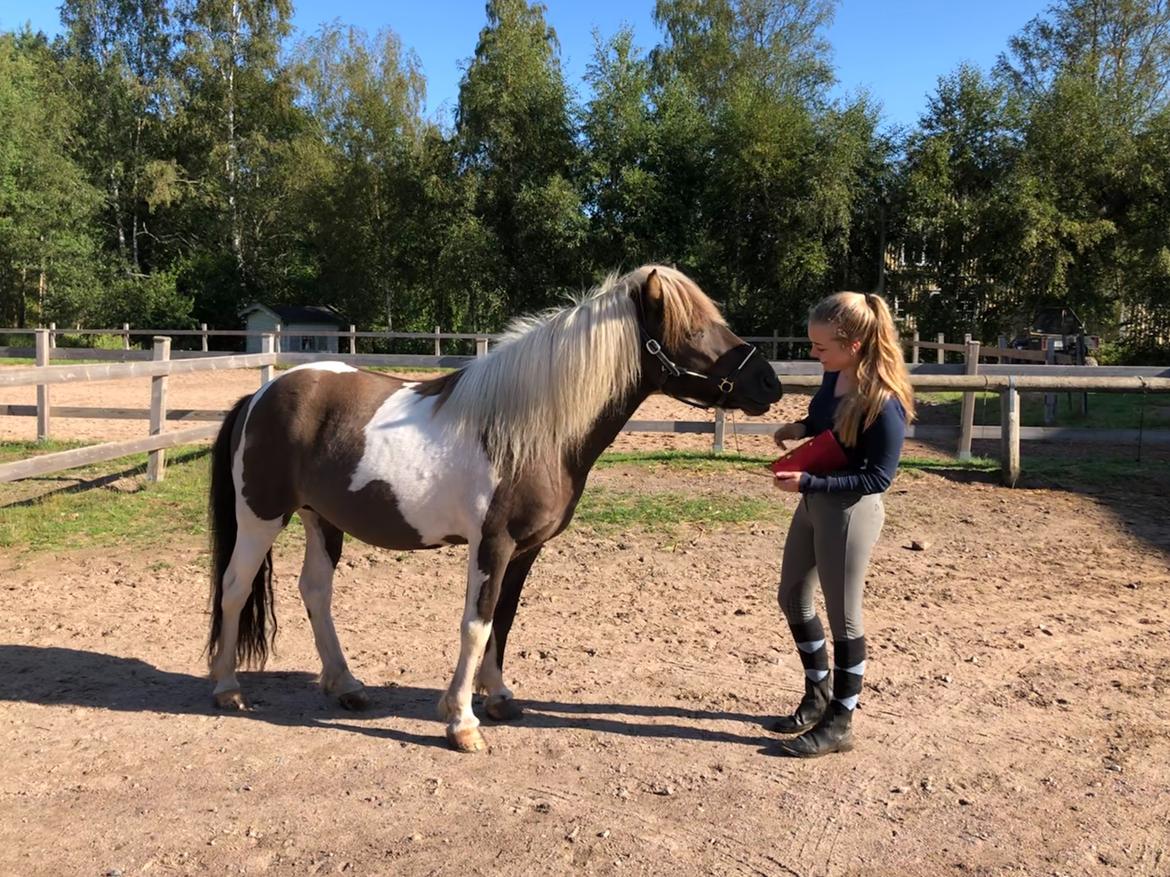 Islænder Sprettur fra Krosnes - Sverige 2019 - Kyrkekvarn billede 5