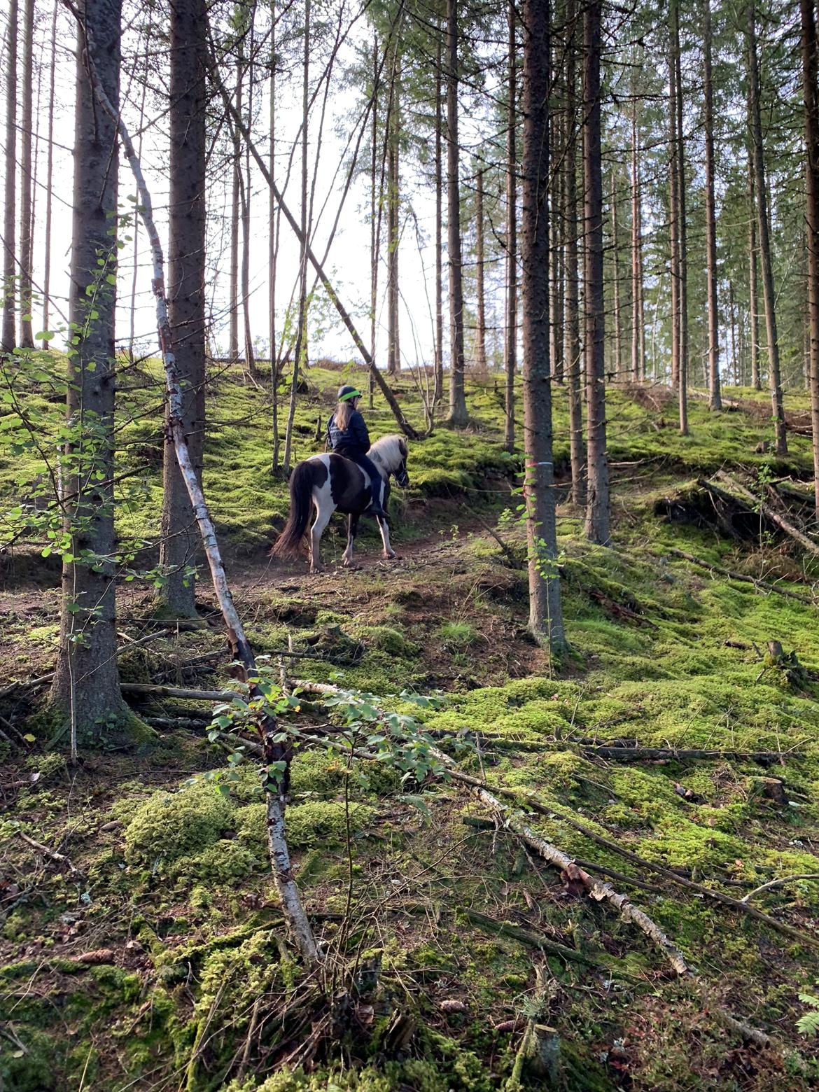 Islænder Sprettur fra Krosnes - Sverige 2019 - Kyrkekvarn  billede 6