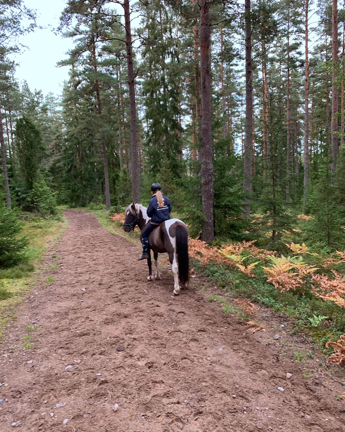 Islænder Sprettur fra Krosnes - Sverige 2019 billede 14