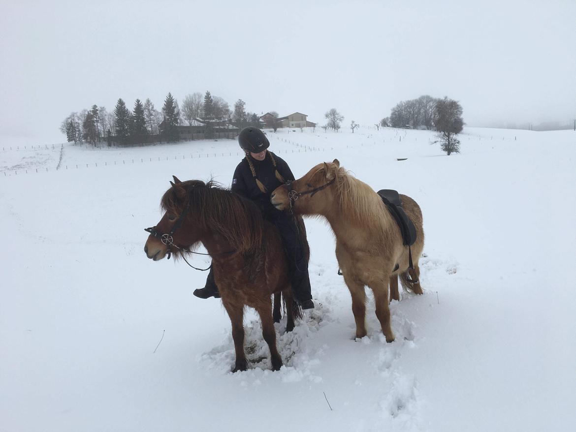Islænder Ballerína fra Team Horse - Schweiz 2018 billede 2