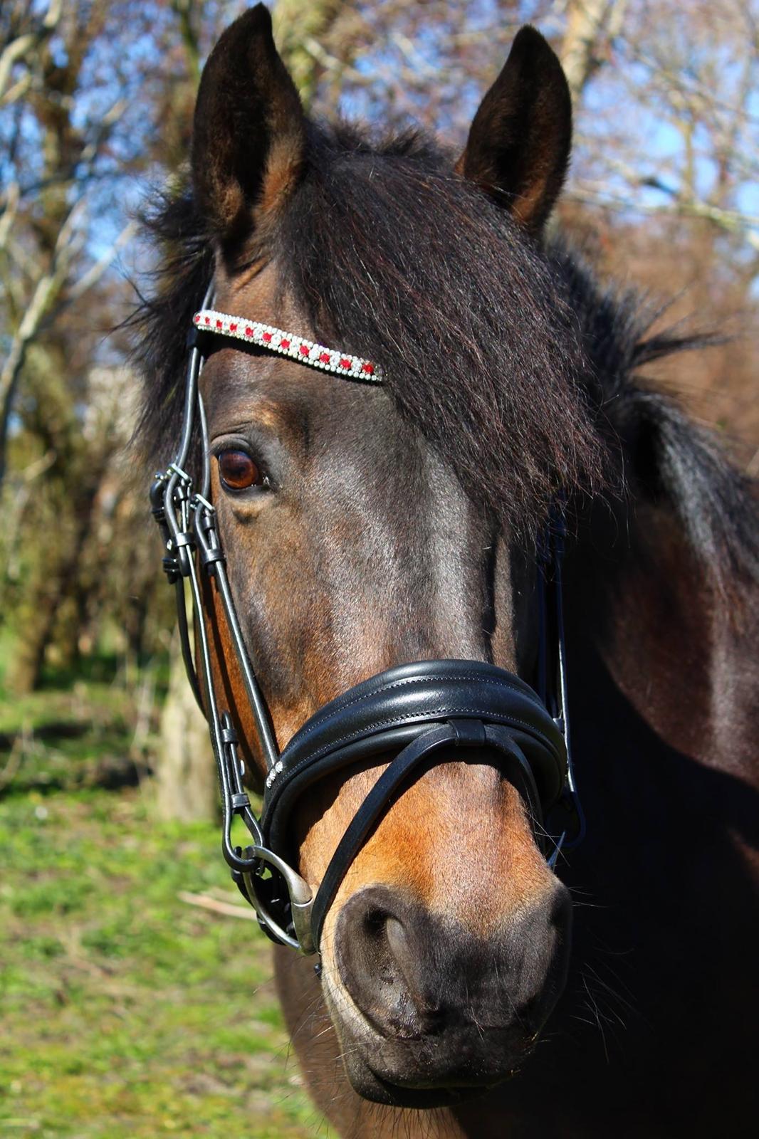 Anden særlig race Luna billede 13