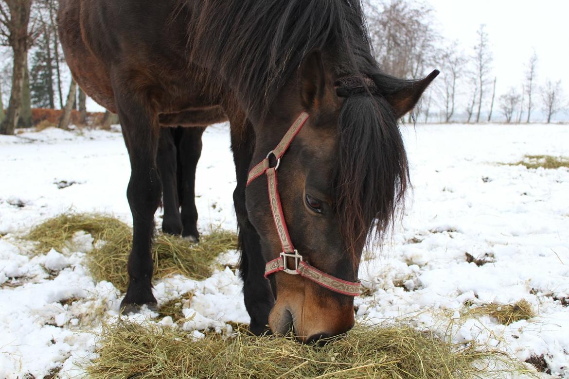 Anden særlig race Luna billede 11