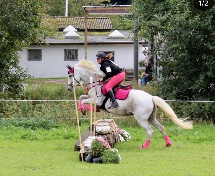 Anden særlig race Windrose's Athena billede 18