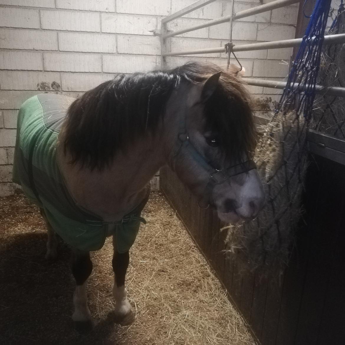 Welsh Pony af Cob-type (sec C) Pwllmelin Moonraker  billede 1