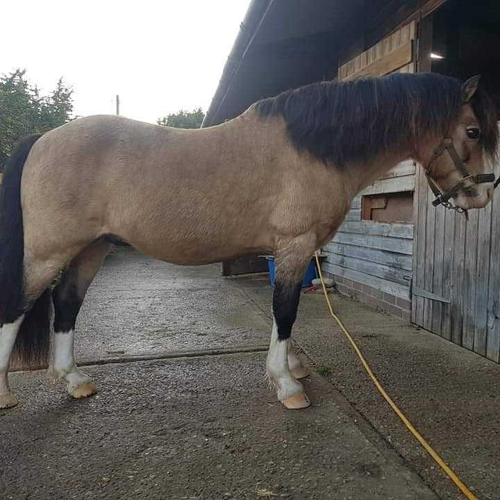 Welsh Pony af Cob-type (sec C) Pwllmelin Moonraker  billede 2