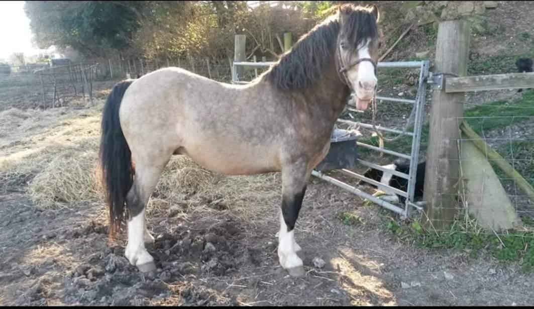 Welsh Pony af Cob-type (sec C) Pwllmelin Moonraker  billede 5