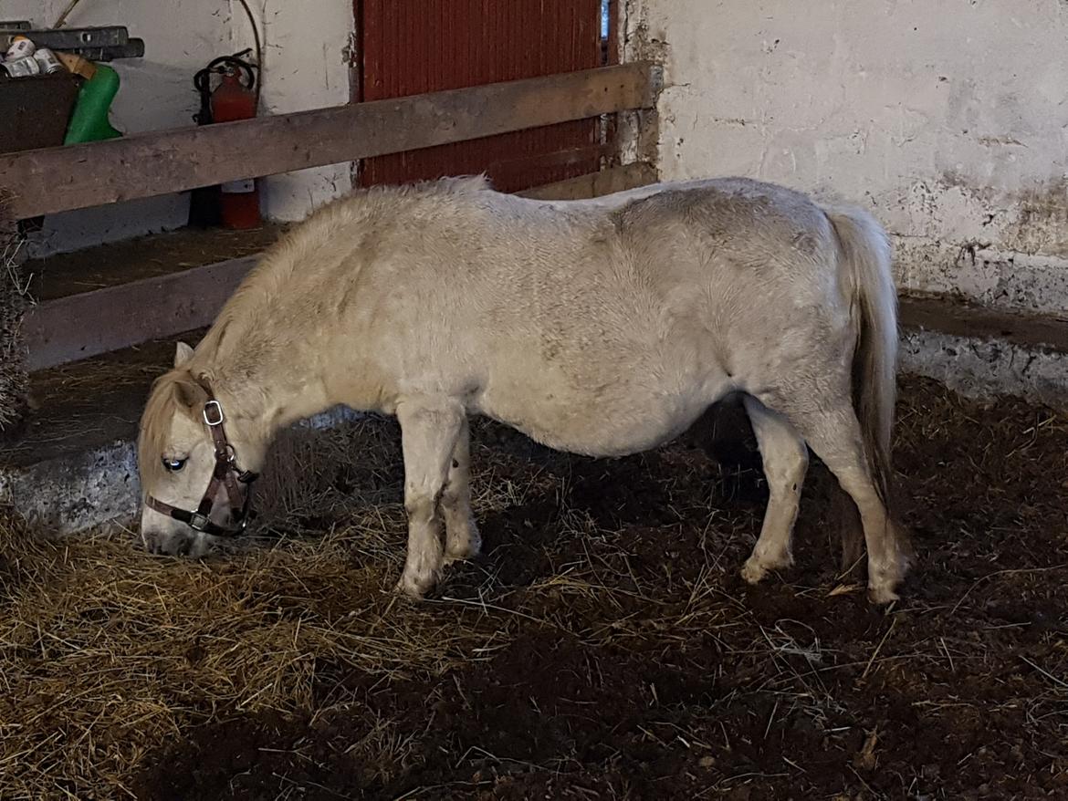 Anden særlig race Keldbækgårds Nanna SOLGT billede 10