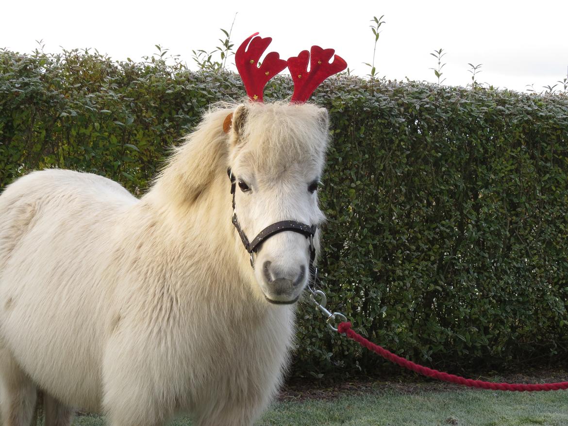Shetlænder Sigge - Julehesten🥰 billede 4