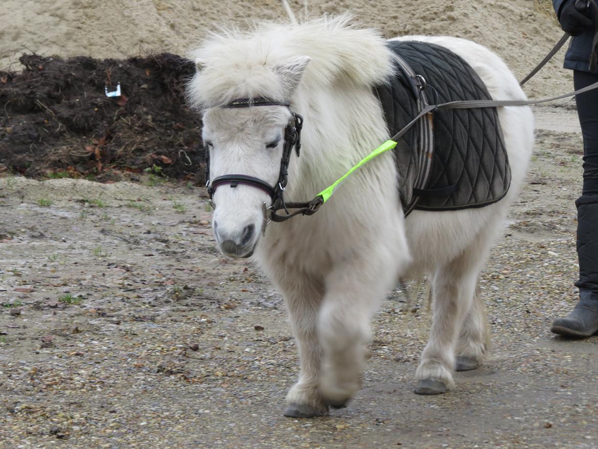 Shetlænder Sigge - Den hårdt arbejdende pony billede 5
