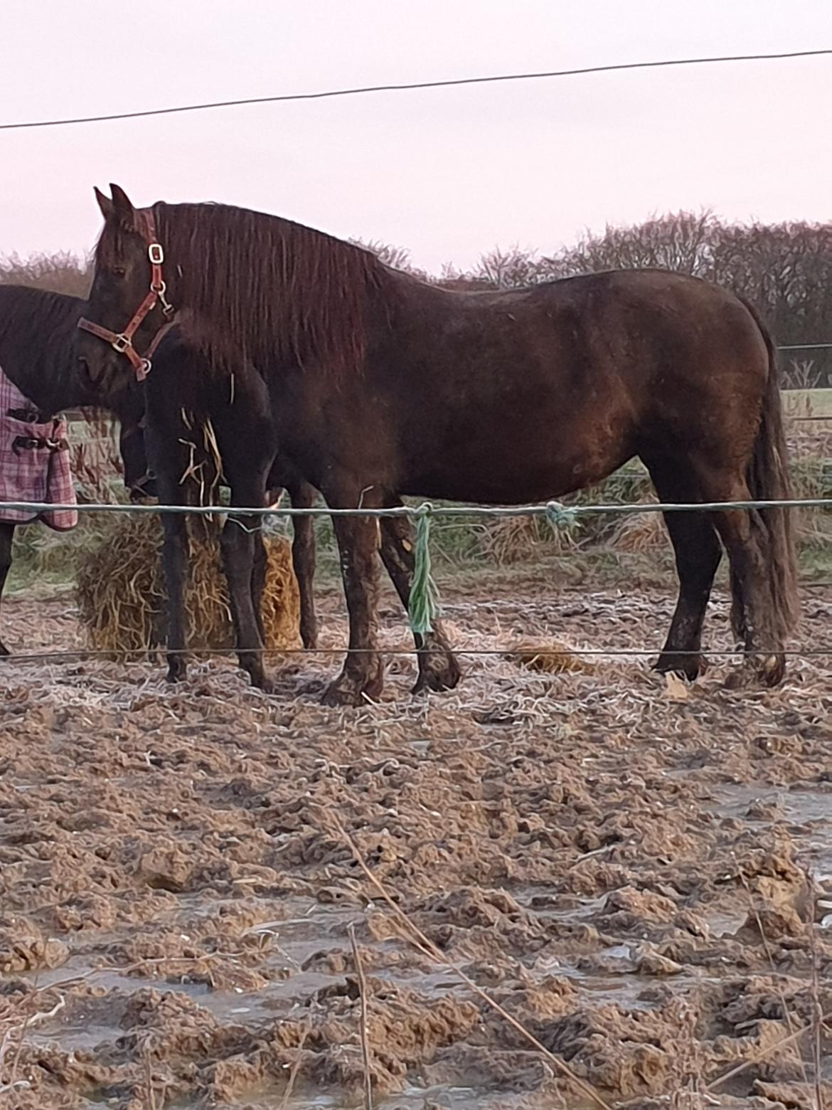Frieser Elbrich fan Oostenburg STER billede 35