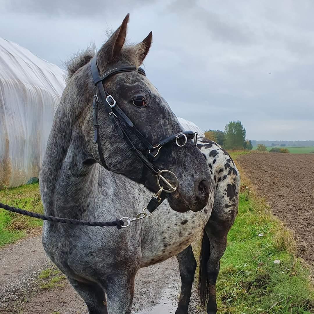 Anden særlig race Falco "Falafel" billede 18